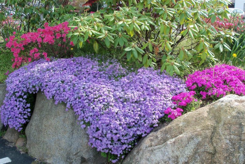 phlox with other flowers