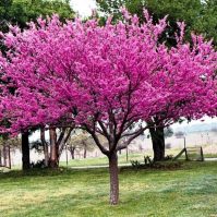 Growing and Planting a Redbud Tree
