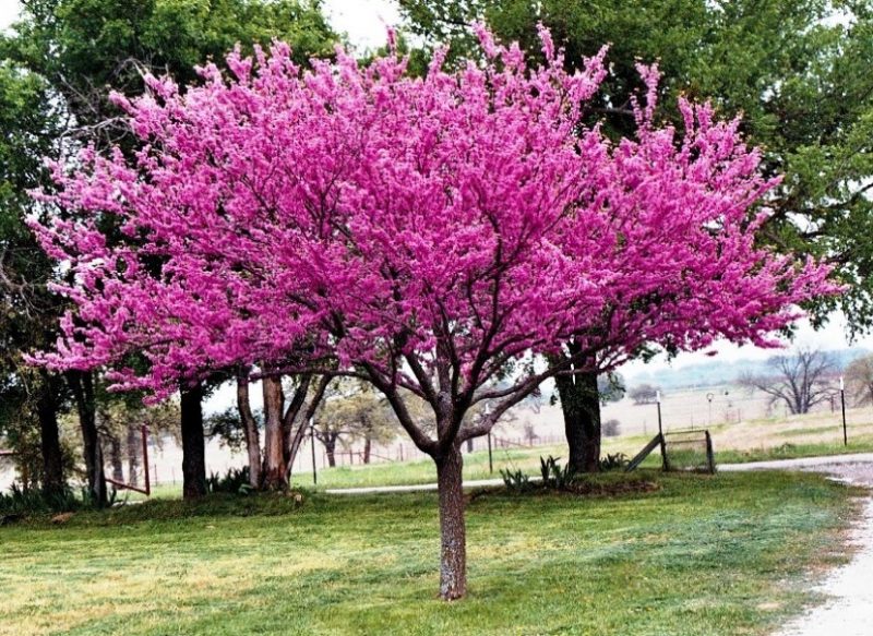 Growing And Planting A Redbud Tree 12 Different Types Of Redbud Trees