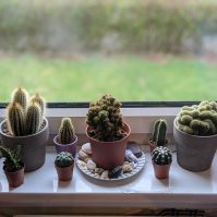 Tips for Propagating a Cactus
