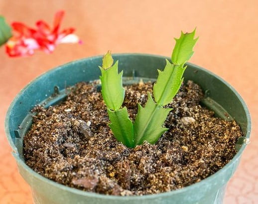 Tips for Propagating a Cactus