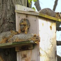 Your Basic Guide to Squirrel Food