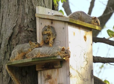 Squirrels on Bird House