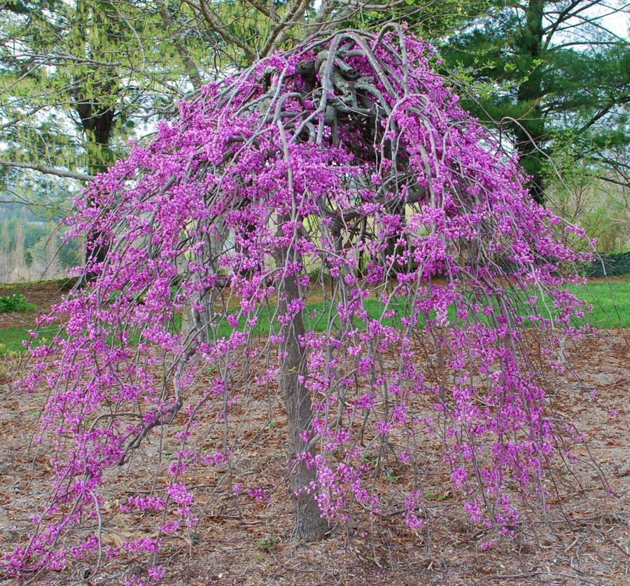 Growing and Planting a Redbud Tree - 12 Different Types of Redbud Trees