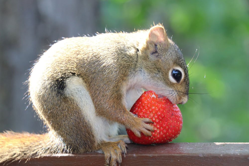 Your Basic Guide to Squirrel Food