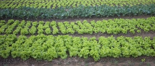 Mittleider Vegetable Rows
