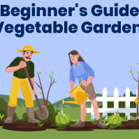 Beginner's Guide To Vegetable Gardening