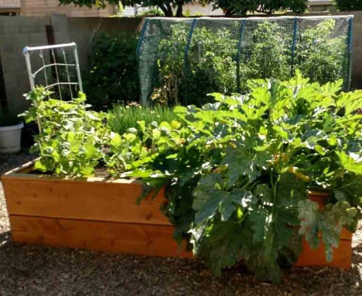 Mittleider Magic Micro-Nutrient Mix for Rooftop Vegetable Garden