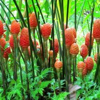 Shampoo Ginger Lily Plant Care