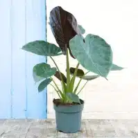 Alocasia Wentii Care Guide