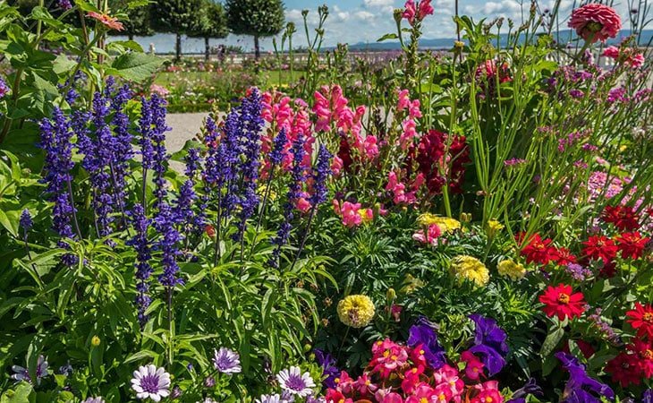 Beautiful Colorful Flowers