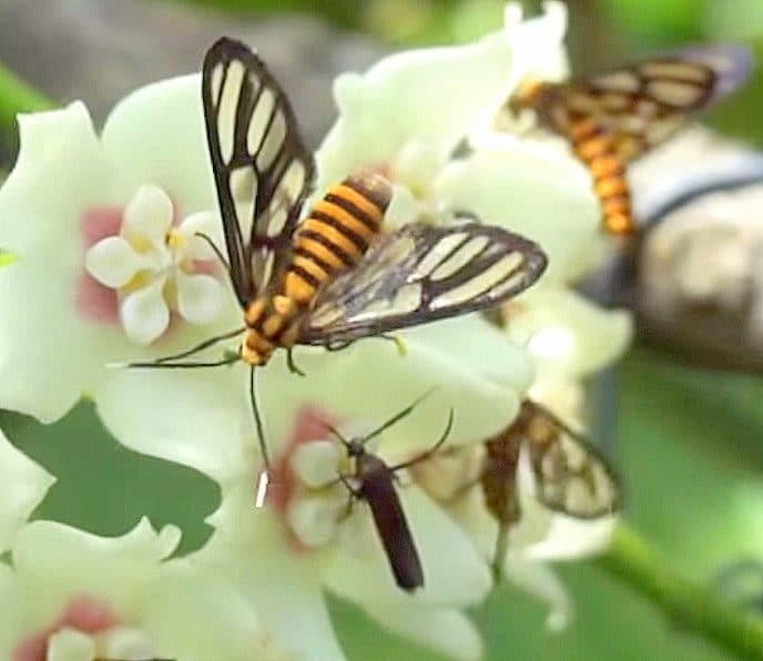 Bees on Hoya Flower
