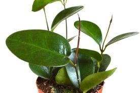 Hoya Australis Plant Care