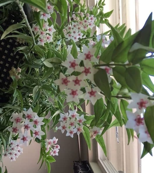 Hoya Bella Light Requirements