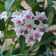 Your Best Guide to Hoya Bella Plant Care