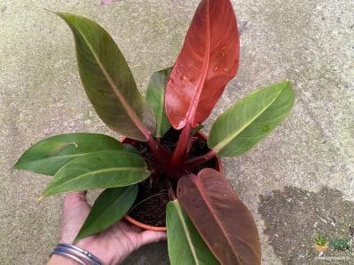 Imperial Red Philodendron