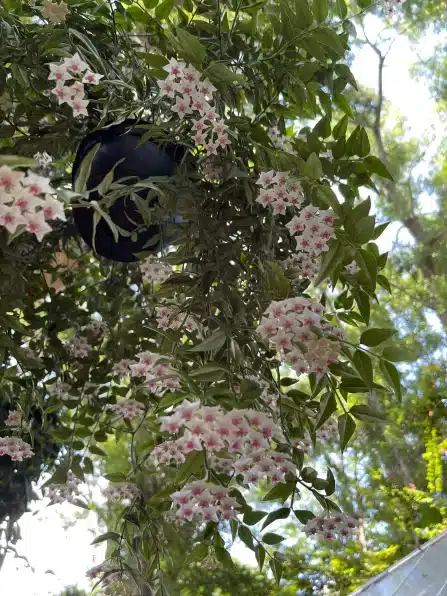 Large Hoya Plant