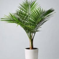Majesty Palm Care Guide