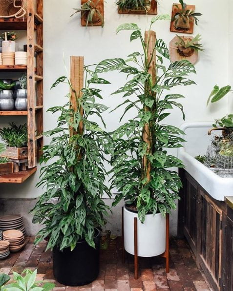 Monstera Adansonii Plants Growing Indoors