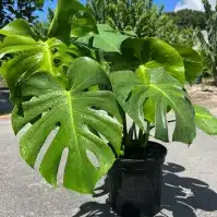Your Monstera Adansonii Plant Care Guide