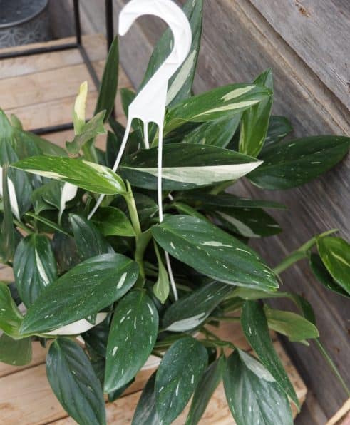 Monstera Plant Outside