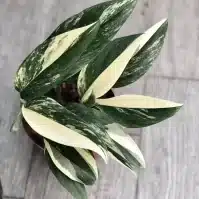 Monstera Standleyana Plant Care Guide