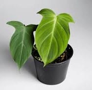 Philodendron Campos Leaf