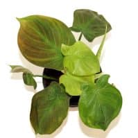 Your Best Guide to Philodendron Camposportoanum Plant Care