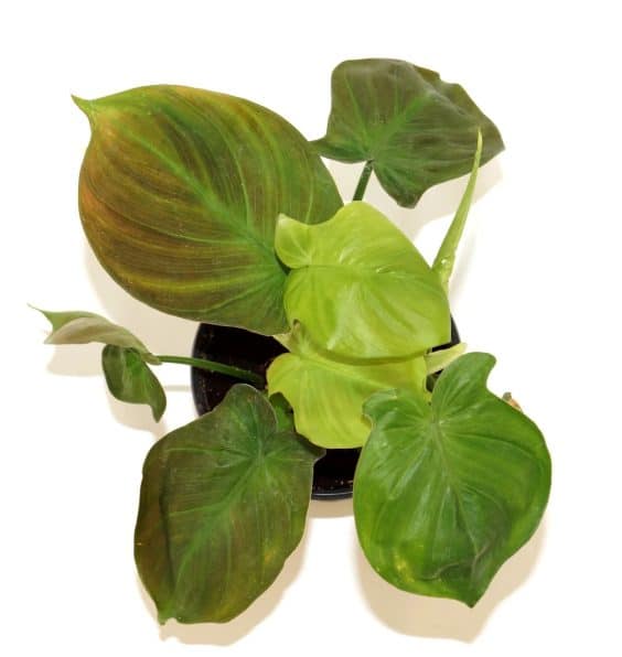 Philodendron Camposportoanum Plant