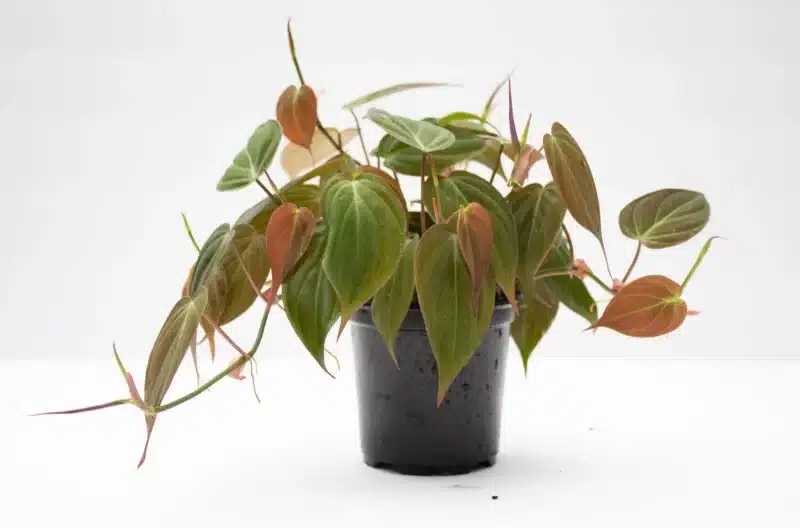 Philodendron Micans Philodendron Micans
