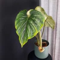 Your Guide to Philodendron Plowmanii Care