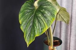 Philodendron Plowmanii Plant Care