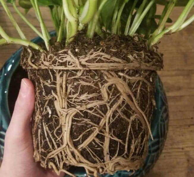 Root Bound Philodendron