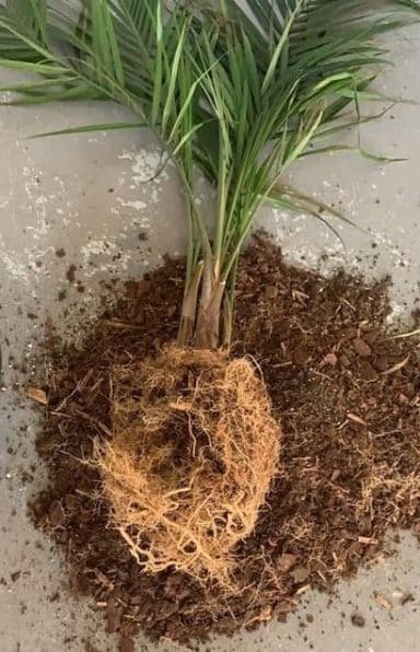 Roots Majesty Palm
