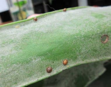 Scale Insects on Leaf