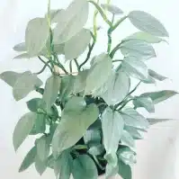 Silver Sword Philodendron Plant Care Guide