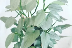 Silver Sword Philodendron Plant Care