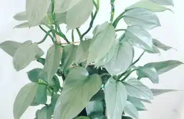 Silver Sword Philodendron Plant Care
