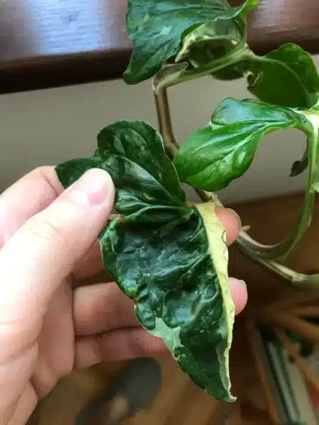 Syngonium Albo Bacteria Syngonium Albo Bacteria