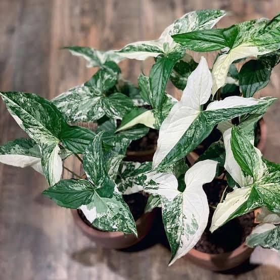 Syngonium Albo Plant