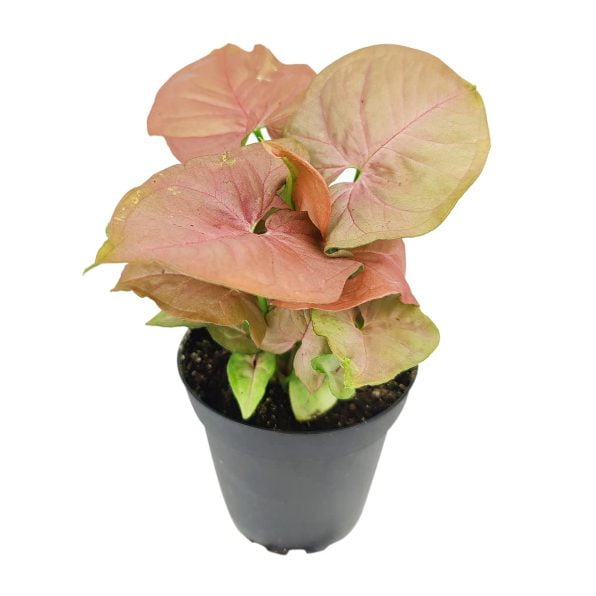 Syngonium Neon Robusta