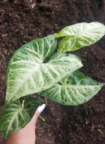 Syngonium White Butterfly