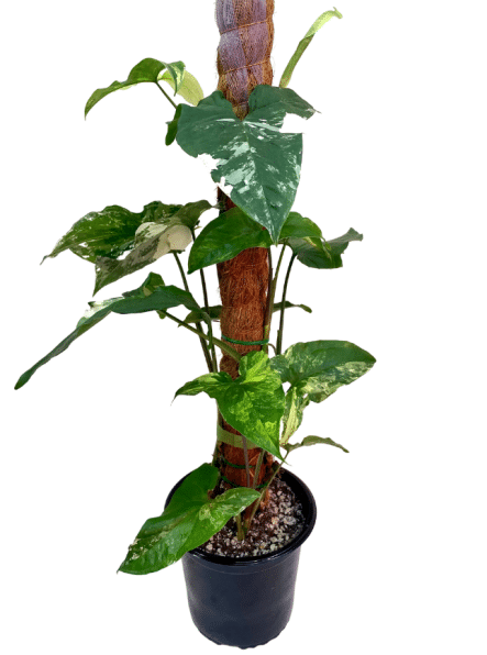 Tall Syngonium Plant